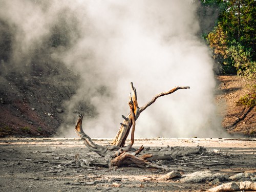 A gnarled tree branch stands in a barren landscape, surrounded by steam rising from the ground.