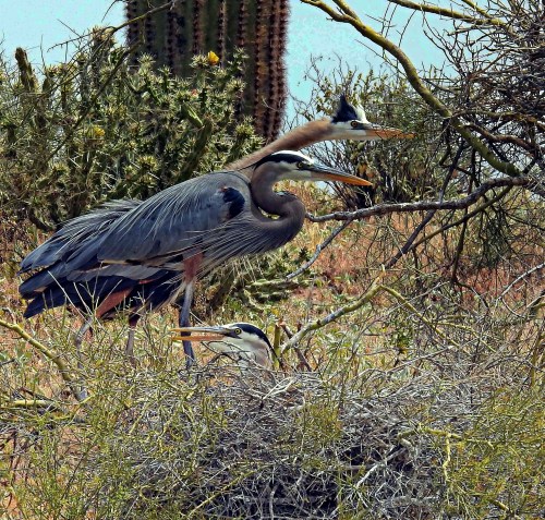Two herons perched on a nest among desert vegetation, with cacti and shrubs in the background.