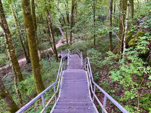 A metal staircase descends through a lush green forest, surrounded by trees and foliage.