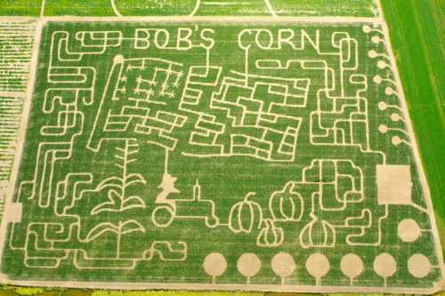 Aerial view of a corn maze with paths forming the words "Bob's Corn" and various crop designs.