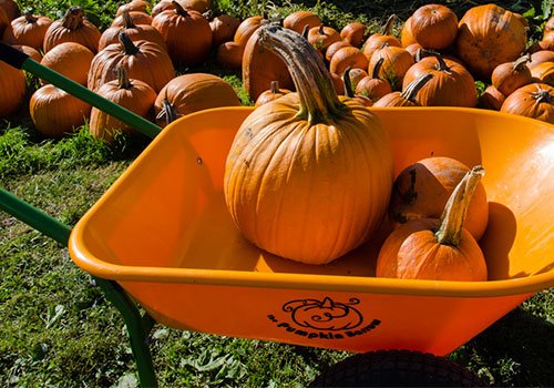 A wheelbarrow filled with pumpkins, surrounded by more pumpkins in a sunny outdoor setting.