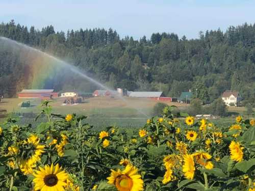 A vibrant farm scene with sunflowers in the foreground, a rainbow arching over fields and buildings in the background.