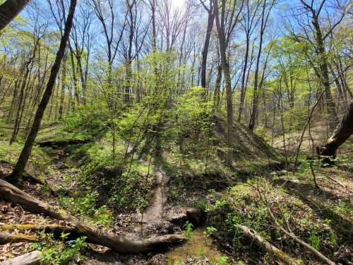 A sunny forest scene with lush green trees, a small stream, and a dirt path winding through the underbrush.