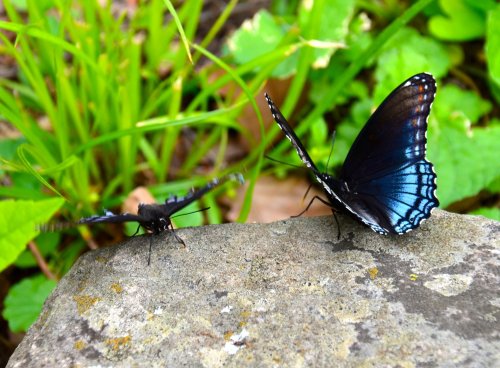 Two butterflies perched on a stone, surrounded by green foliage. One has vibrant blue wings, the other is darker.