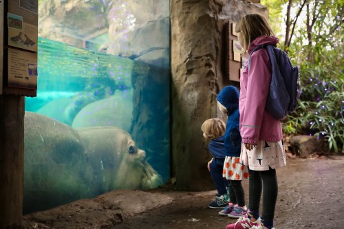 Two children watch a hippo through a glass aquarium at a zoo, surrounded by lush greenery.