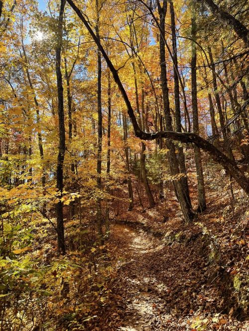 A winding trail through a vibrant autumn forest, with colorful leaves and sunlight filtering through the trees.