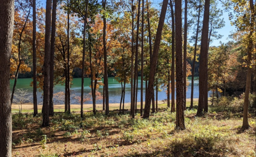A serene lakeside view surrounded by tall trees with autumn foliage and a clear blue sky.