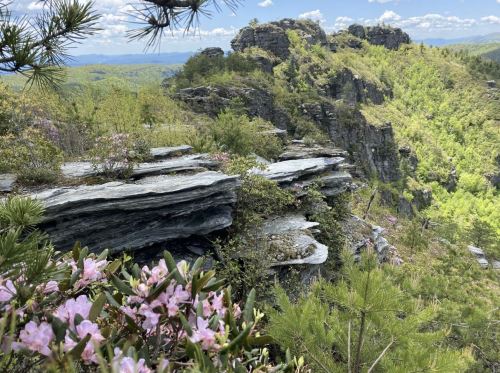 A rocky cliffside with layered stone formations, surrounded by lush greenery and blooming pink flowers under a blue sky.