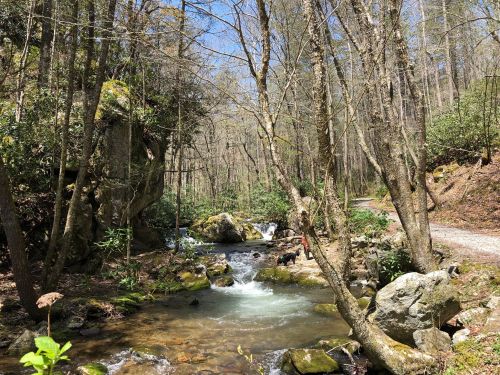 A serene forest scene with a flowing stream, surrounded by trees and rocky terrain under a clear blue sky.