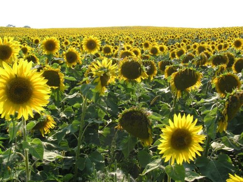 A vibrant field of sunflowers stretching towards the horizon under a bright sky.