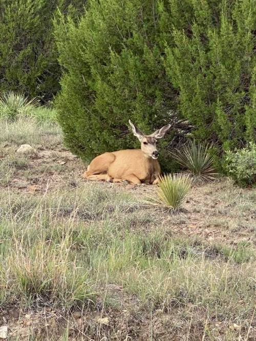 A deer resting on the ground near a bush in a grassy area.
