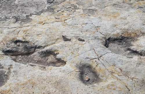 Fossilized dinosaur footprints embedded in rocky surface, showcasing distinct shapes and textures.