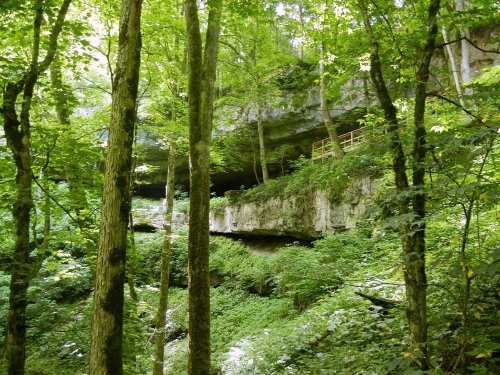 Lush green forest with tall trees and a rocky overhang, creating a serene natural landscape.