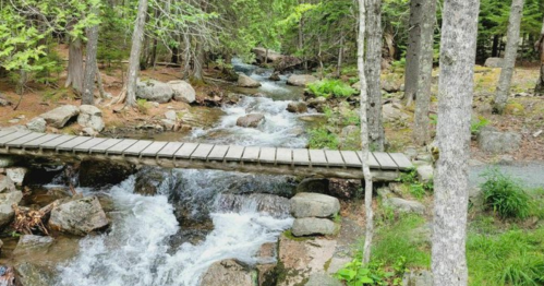A wooden bridge spans a flowing stream surrounded by lush greenery and rocky terrain in a serene forest setting.