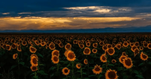 A vast field of sunflowers under a dramatic sunset sky with clouds and distant mountains.