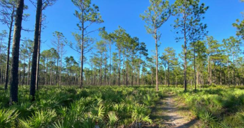 A sunny forest scene with tall pine trees and a winding dirt path surrounded by lush green undergrowth.
