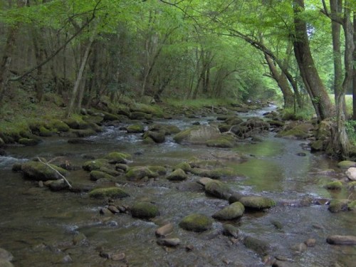 A serene stream flows through a lush, green forest, with moss-covered rocks lining the water's edge.