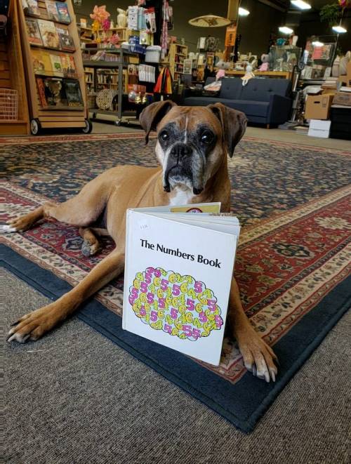 A dog lying on a rug in a bookstore, resting its head on "The Numbers Book."