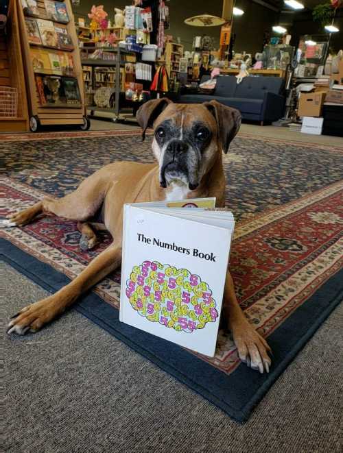 A dog lying on a rug in a bookstore, resting its head on "The Numbers Book."