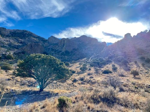 A lone tree stands in a rocky landscape under a bright sky, with mountains in the background and sunlight shining.