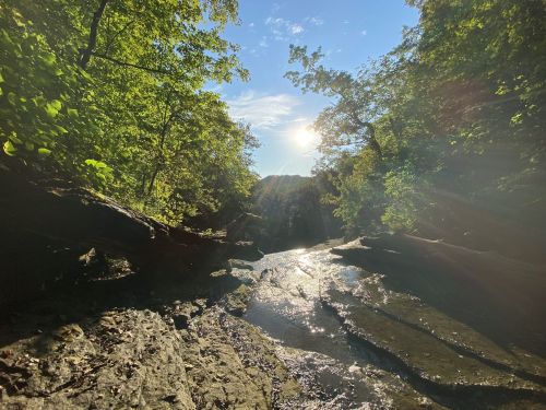 A sunlit forest scene with a rocky stream, surrounded by lush greenery and a clear blue sky.