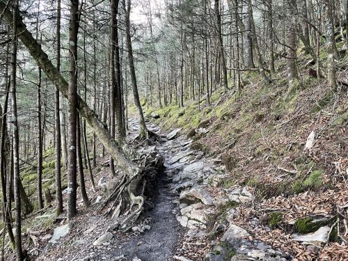 A rocky trail winds through a dense forest of tall trees and moss-covered ground.