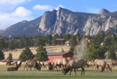 A herd of elk grazes in a grassy field with mountains and houses in the background under a clear blue sky.
