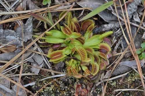 A close-up of a Venus flytrap plant surrounded by dry leaves and soil.