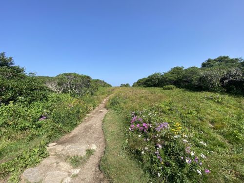 A dirt path leads through lush greenery and wildflowers under a clear blue sky.