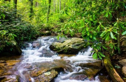 A serene stream flows over rocks, surrounded by lush green foliage in a tranquil forest setting.