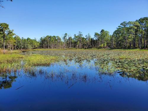 A serene lake surrounded by lush greenery and trees under a clear blue sky. Water lilies float on the surface.