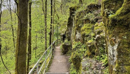 A narrow path winds through lush green trees and moss-covered rocks in a serene forest setting.