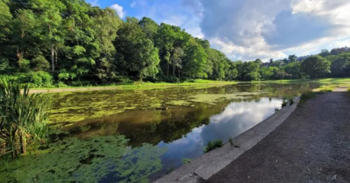 A serene pond surrounded by lush greenery under a partly cloudy sky, reflecting the trees and clouds.