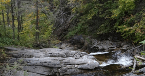 A serene stream flows over rocky terrain, surrounded by lush green trees in a peaceful forest setting.