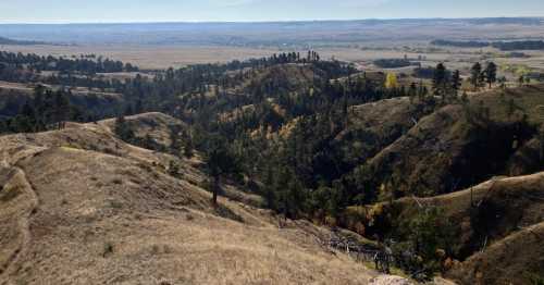 A panoramic view of rolling hills and valleys, with scattered trees and golden grass under a clear blue sky.