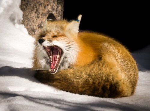 A fox curled up in the snow, yawning with its eyes closed and fur glowing in the sunlight.