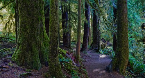 A serene forest path surrounded by tall, moss-covered trees and lush greenery.