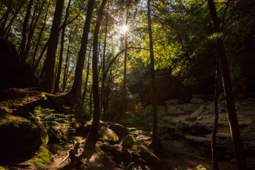 Sunlight filters through tall trees in a lush forest, illuminating moss-covered rocks and greenery.