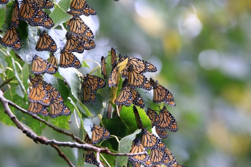 A cluster of vibrant monarch butterflies resting on green leaves in a natural setting.