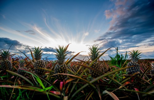 A field of pineapples under a dramatic sky with clouds and sunlight peeking through.