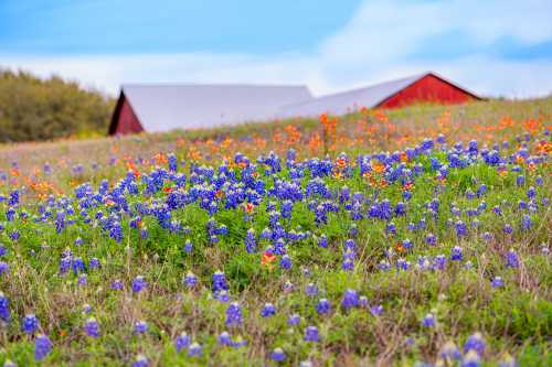 A vibrant field of bluebonnets and orange flowers with red barns in the background under a blue sky.