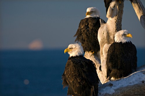 Four bald eagles perched on a tree branch, overlooking a calm blue sea in soft evening light.