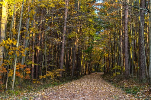 A serene forest path lined with tall trees, adorned with autumn leaves in vibrant shades of yellow and orange.