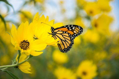 A monarch butterfly perched on a bright yellow flower in a field of sunflowers.