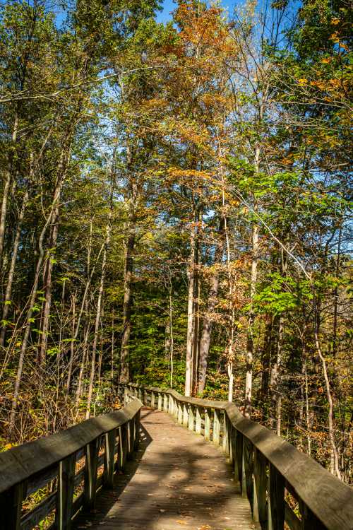 A wooden boardwalk winds through a forest with trees displaying autumn colors under a clear blue sky.