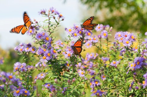 Three orange and black butterflies flutter among vibrant purple flowers in a sunny garden.
