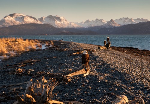 A scenic shoreline with bald eagles perched on driftwood, mountains in the background, and a calm sea at sunset.