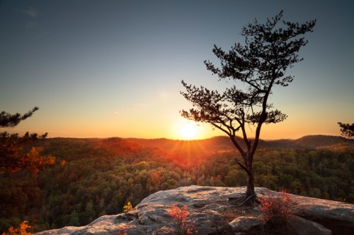 A lone tree stands on a rocky outcrop, silhouetted against a vibrant sunset over a forested landscape.