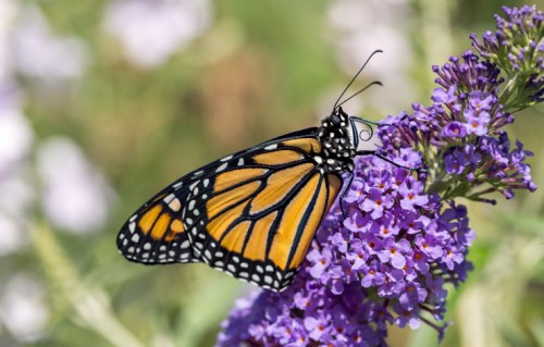 A Monarch butterfly perched on vibrant purple flowers, surrounded by a blurred green and floral background.