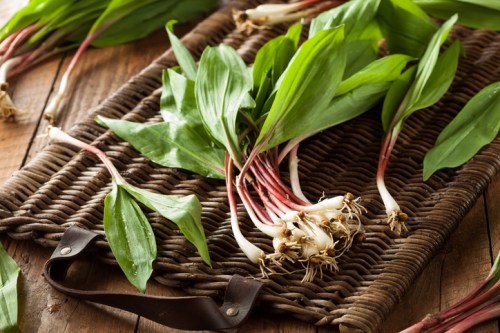 Fresh ramps with green leaves and white bulbs arranged on a woven tray, set against a rustic wooden background.